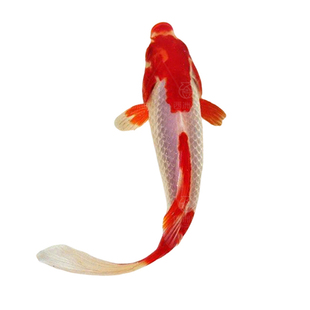 红白草金鱼好养耐活长尾易存活淡水鱼红草观赏鱼小红鱼活体冷水鱼