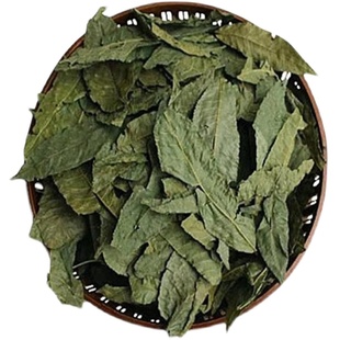 每天喝一杯深山刚采下来的青钱柳茶叶茶金钱柳茶野生江西修水原叶