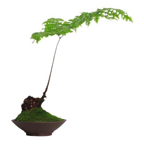 红磷蕨类植物一叶蕨小盆栽耐阴好养绿植茶台室内常绿观叶禅意盆景