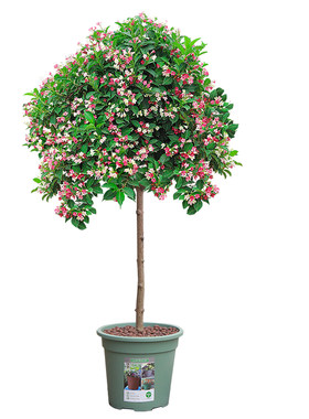 五彩锦带树苗盆栽别墅庭院花树