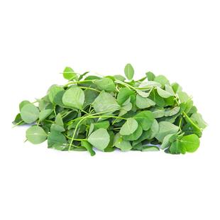 【老一生鲜】新鲜草头小2斤装金花菜野菜三叶菜秧草 含水湿的