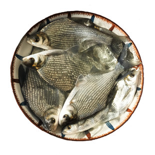 武昌鱼苗淡水养殖三角团头鲂食用鳊鱼鱼苗耐活草鳊边鱼草鳊扁鱼苗