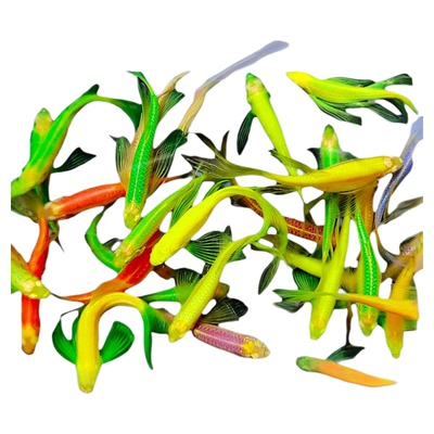 斑马鱼热带蝶翼长尾精品好养耐活