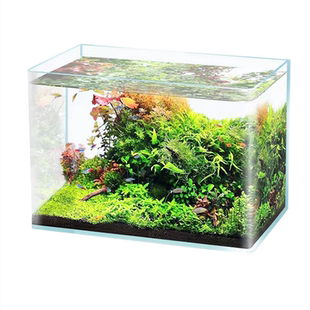 只发新疆热弯透明鱼缸小型中型客厅阳台桌面造景金鱼斗鱼玻璃鱼缸