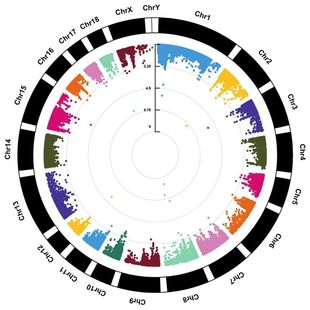 生信分析聚类热图圆圈热图GEO数据挖掘TCGA数据分析