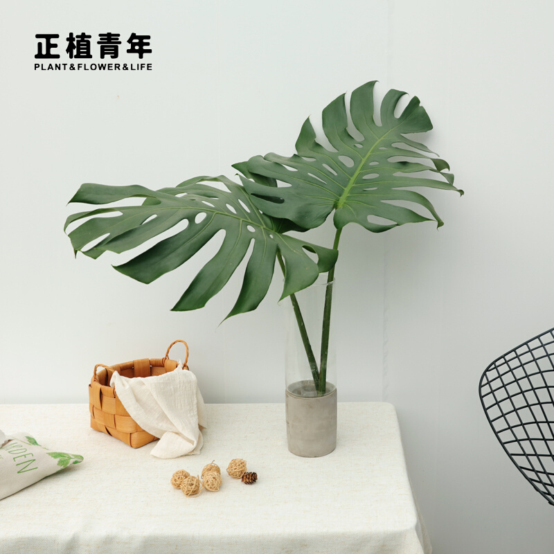 正植青年丨龜背竹水培鮮切枝植物室內(nèi)懶人仙洞龜背竹水養(yǎng)桌面綠植