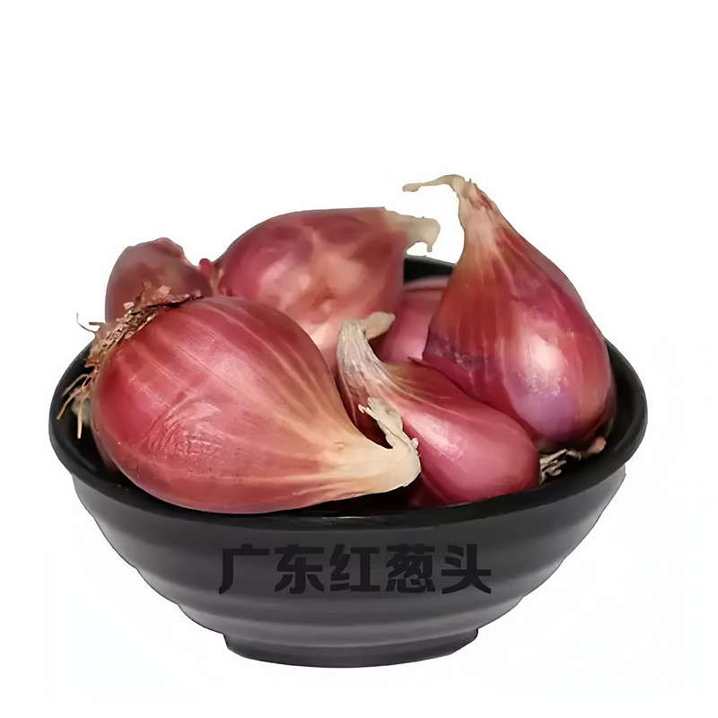 广东正宗红皮香葱头种子