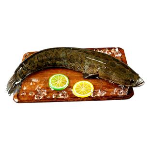 微山湖生态黑鱼活鱼现杀整条新鲜野乌鳢鱼片发财鱼炖汤术后滋补