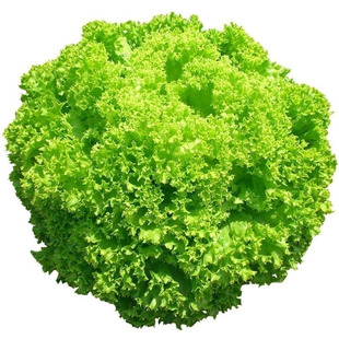 四季大速生生菜种子 可生吃散叶耐寒浅绿生菜籽 高产蔬菜种子