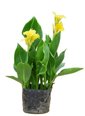 美人蕉花苗带芽根块多年庭院好活