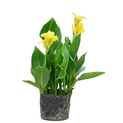 美人蕉花苗带芽多年生盆栽植物阳台室外庭院易活球根花卉种球种子