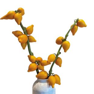 五代同堂黄金果鲜花云南基地直发五袋果福禄果五代果新鲜插花乳茄