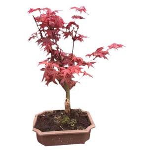 红枫树苗日本红舞姬盆景中国三季红美国红枫庭院别墅四季庭院栽种