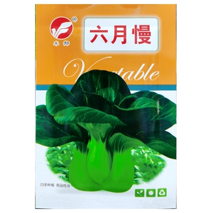 六月慢青菜种子青梗绿帮小白菜油菜耐寒耐抽苔种籽秋冬20克4000粒