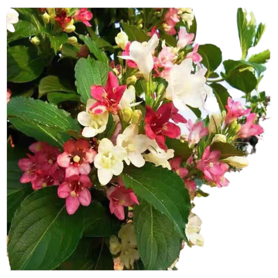 五彩锦带花树苗庭院地栽耐