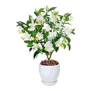 丁香花盆栽地栽花卉植物庭院阳台室内浓香白花美观四季开花好养活