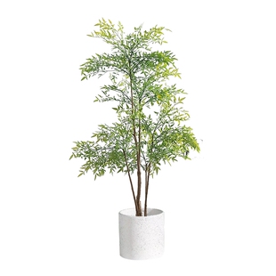 精品南天竹室内办公室大型绿植盆栽南天竺客厅造景真树物四季常青