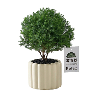 放青松雾凇绿植盆栽放轻松办公桌面情绪植物室内好养客厅花盆工位
