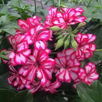 垂吊天竺葵盆栽花卉重瓣糖果色复色带花苞阳台庭院窗台四季花卉好