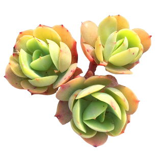 【碧桃 鸡蛋碧桃 原始碧桃】多肉植物 一物一拍  群生老桩造型款