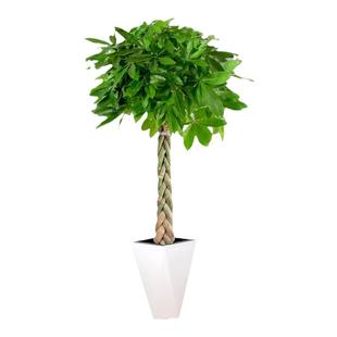 室内四季常青大型绿植盆栽龙血树高杆平安树多层幸福树绿萝发财树