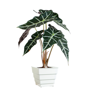 美莳热植海芋花烛专用控根花盆透气彩叶芋树脂塑料方形青山盆套盆