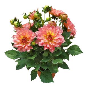 重瓣大丽花盆栽带花发货室内四季花苗花卉阳台庭院特大好养绿植