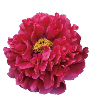 牡丹鲜切花洛阳基地现切重瓣绘画素材摄影创意生活插花顺丰包邮