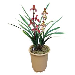 年宵花墨兰东方红神荷金边兰花带花苞浓香开红花盆栽花卉原盆包邮