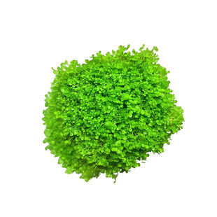 迷你矮珍珠前景草坪水下叶爬地珍珠宫廷淡水草缸水底造景水族鱼缸