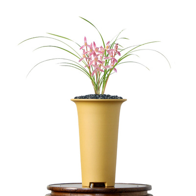 老种春兰正品莲瓣兰人面桃花浓香