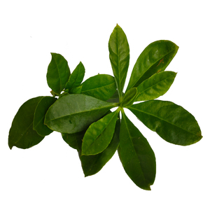 山东野菜种植基地人参菜种子土人参种苗土洋参土高丽参阳台盆栽