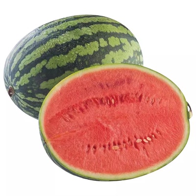 嫁接西瓜苗8424麒麟瓜苗秧春季早熟盆栽地栽大棚甜西瓜苗蔬菜苗秧