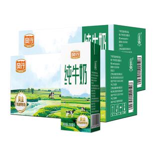 【10月产出清】风行3.1g纯牛奶24盒装营养早餐家庭学生量贩官方