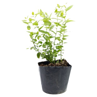 蓝莓树果苗树苗南方北方种植果树蓝莓苗L29f6种子小苗耐寒优瑞卡