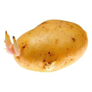 湖北恩施老品种高山自留蔬菜黄皮黄心马铃薯土豆种子带芽口感面糯