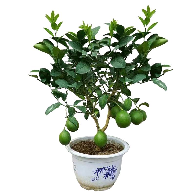 柠檬树苗带果柠檬苗绿植盆栽室内桌面绿植