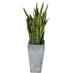 特大优质型发财树盆栽 粗壮精品开业乔迁花卉植物 上海专车送