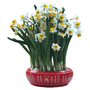 【特级】水仙花种球雕刻大水仙头重瓣冬季室内花水培漳州水仙花球