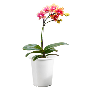 美莳养蝴蝶兰专用花盆塑料透气控根网杯君子兰文心兰石斛双层套盆