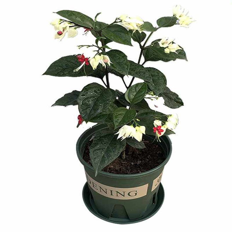庭院植物阳台开花不断龙吐珠包邮