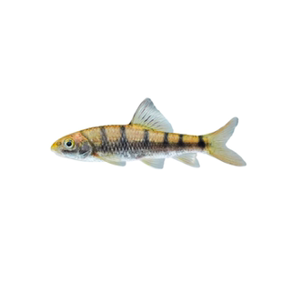 红腹溪石斑鱼观赏鱼原生溪流鱼冷水淡水自来水观赏鱼好养耐活小鱼