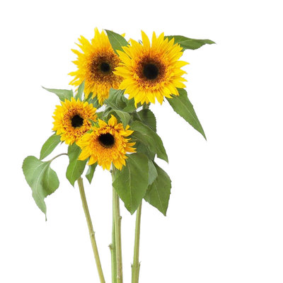 进口向日葵柠金拥碧翠种子5粒半重瓣多分枝葵花籽可切花盆栽春播