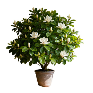 【浓香可食用】白兰花盆栽带花苞玉兰花树苗阳台四季老桩植物花卉