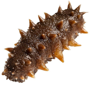 刺参海参即食已泡发已去内脏无冰衣刺身野生非淡干辽参一斤包顺丰