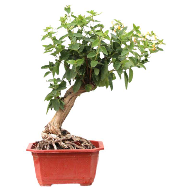 金银花老桩盆栽苗爬藤金银花树苗