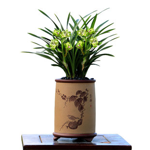 喜花里兰花苗春兰铭品奇花九仙牡丹浓香好养彩素带花室内绿植盆栽