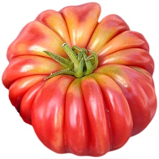 佛罗伦萨肋骨牛排番茄种子传家宝老品种浓郁高产易种家庭阳台盆栽