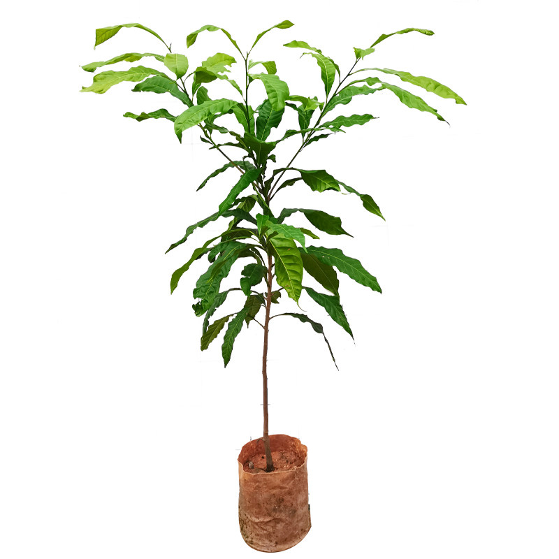 黄晶果四季冬蜜大果金大王嫁接苗