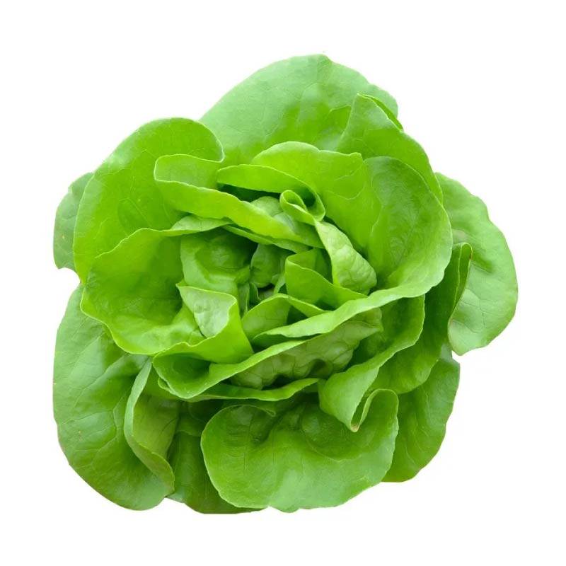 寿光奶油生菜苗秧脆甜好吃大速结球红皱生菜种子耐寒易种植带土球